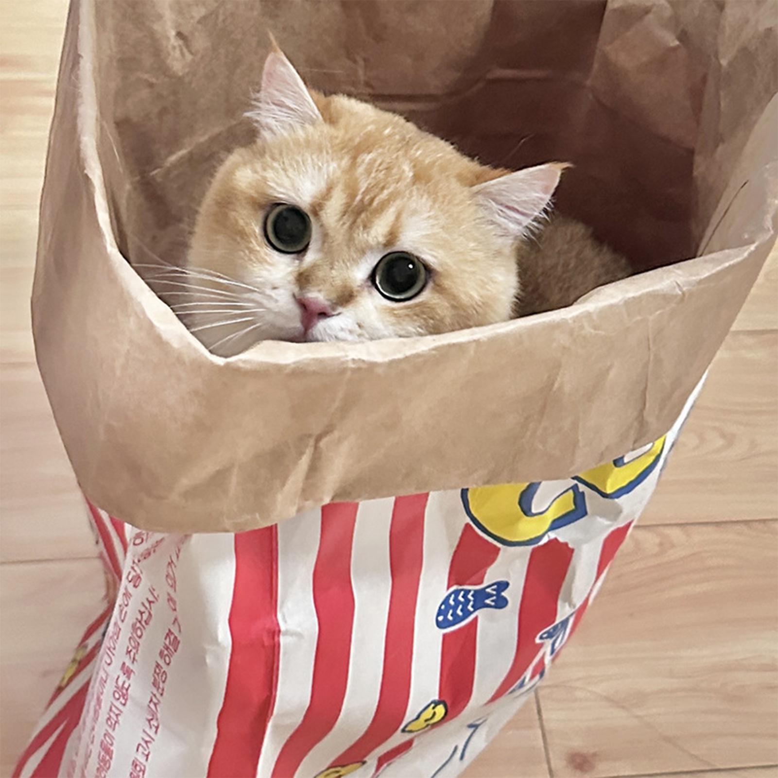 Crinkle Cat Bag Faltbarer inte – Furniture Hardware For Bed Bewertung und Preis